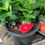 Thumbnail: Mandevilla 'Bella Pink' - 3 Gallon