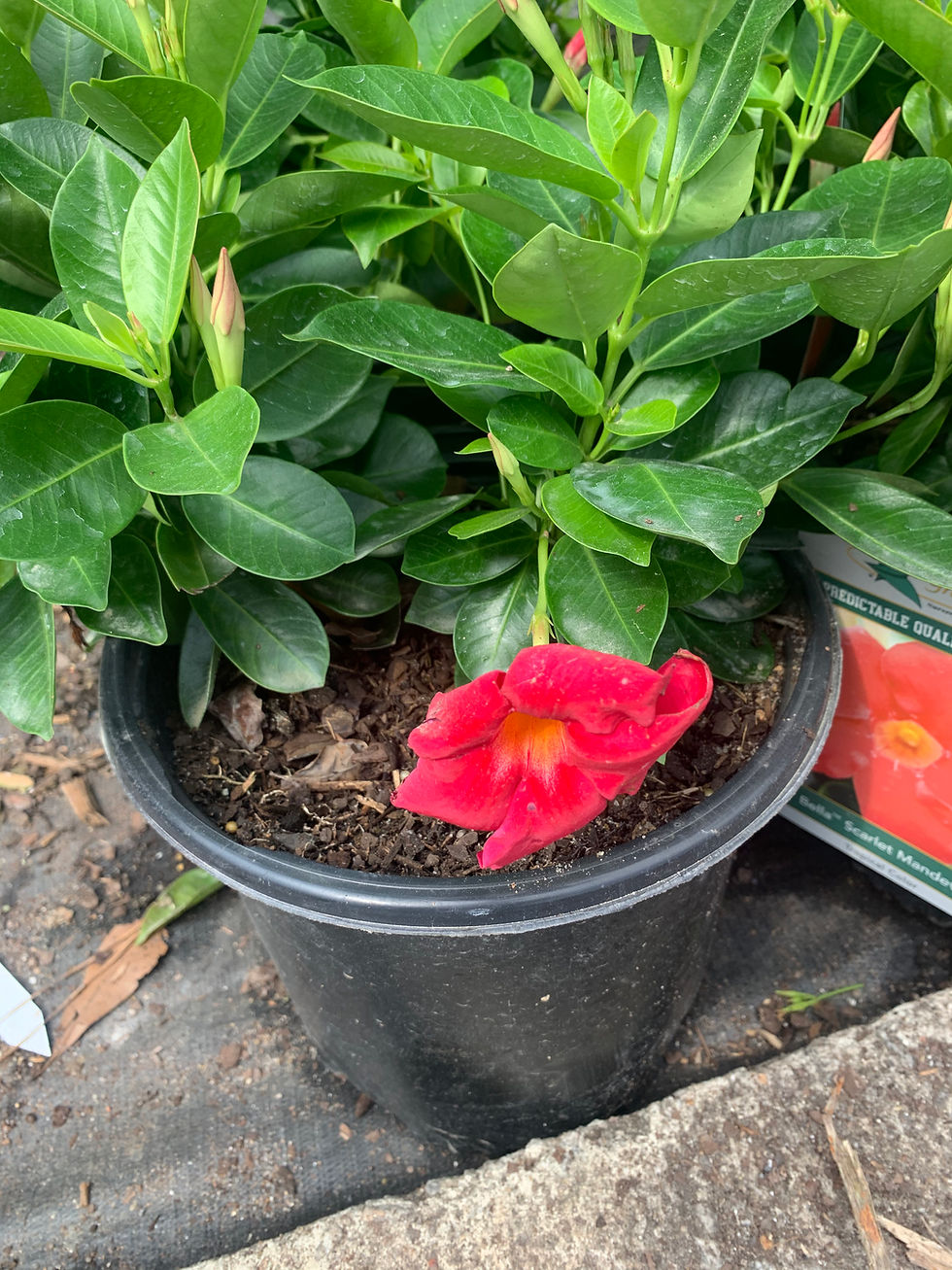 Mandevilla 'Bella Pink' - 3 Gallon