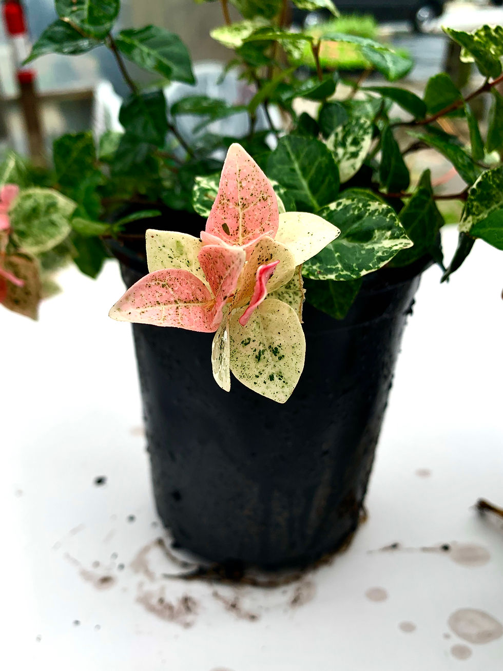 Thumbnail: Asiatic Jasmine 'Snow N Summer'