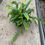 Thumbnail: Medusa Fern - 6"