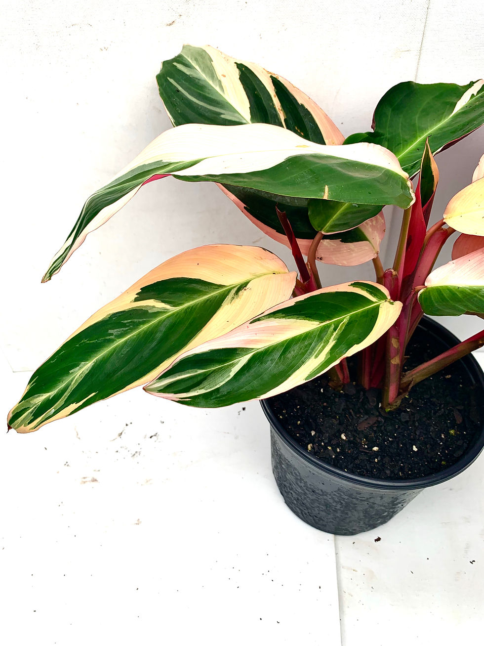 Thumbnail: Stromanthes sanguinea 'Prayer Plant'