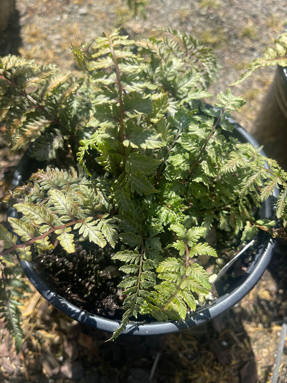 Thumbnail: Silver Painted Fern - 1 Gallon