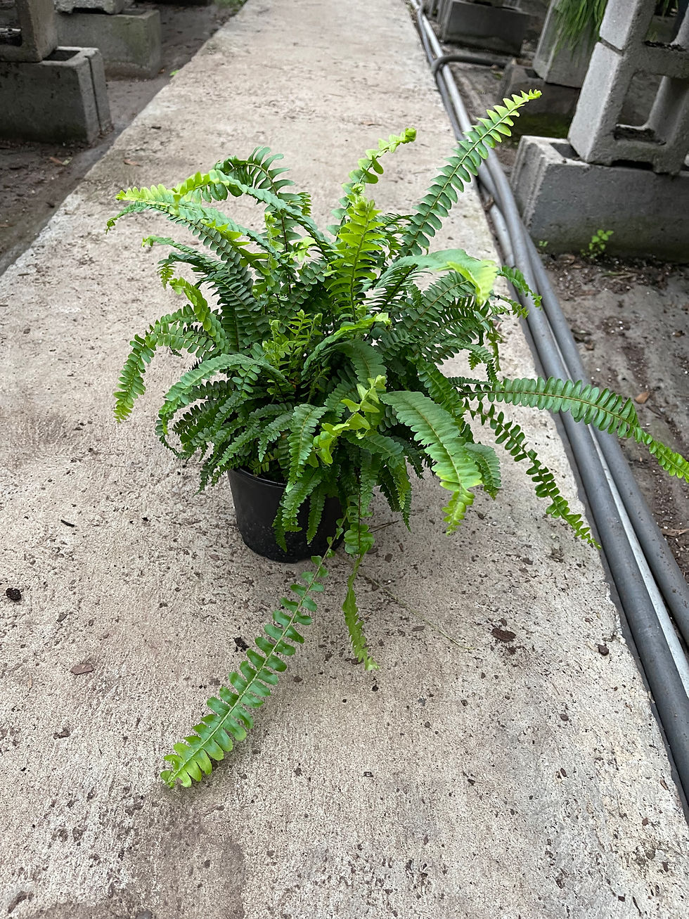 Thumbnail: Medusa Fern - 6"