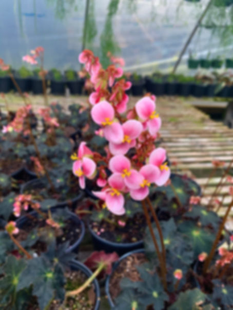 Begonia Rex 'Black Velvet'