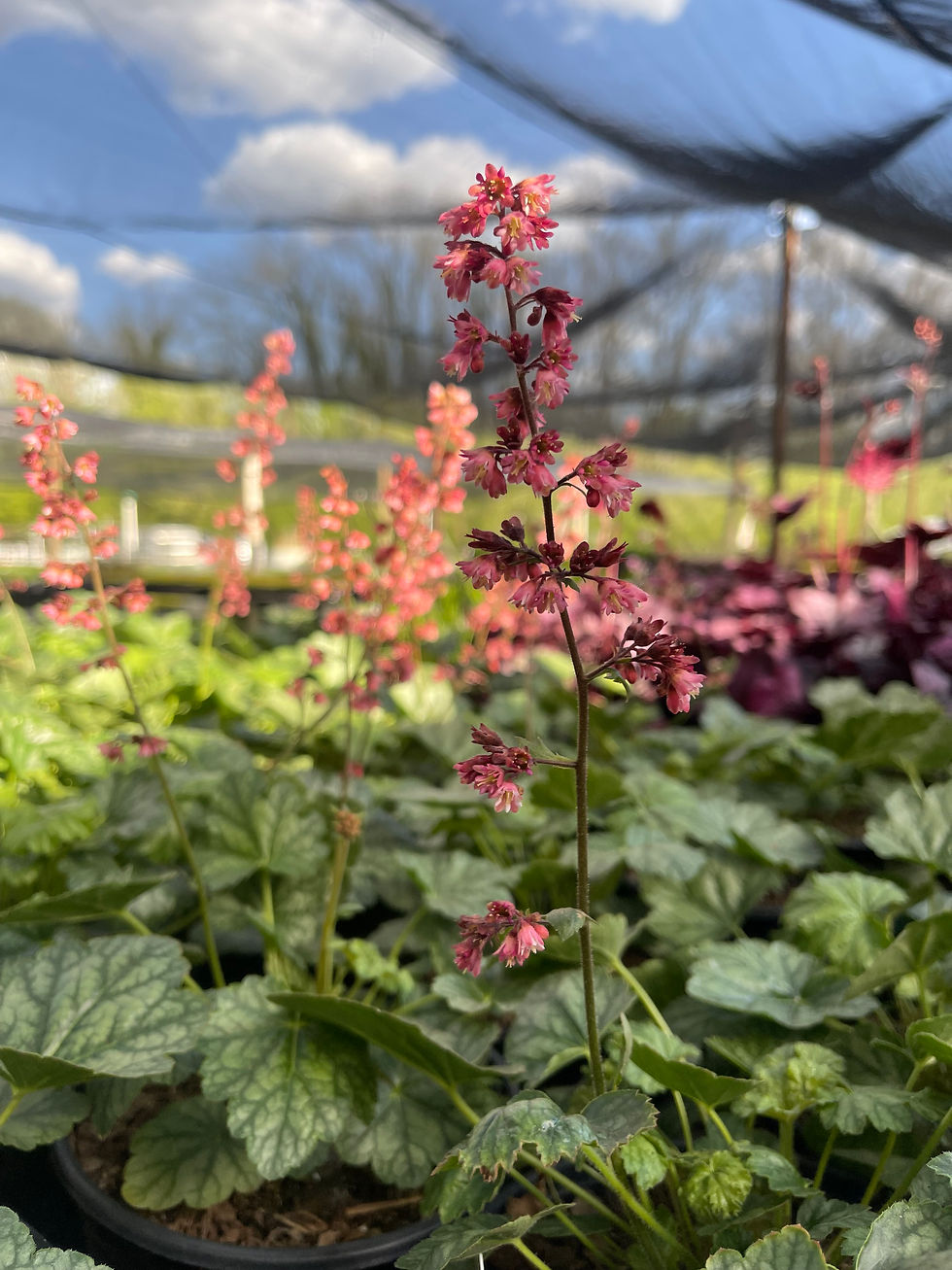 Thumbnail: Heuchera 'Berry Timeless' - 1 Gallon