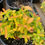 Thumbnail: Aaron's Beard Hypericum 'Brigadoon'