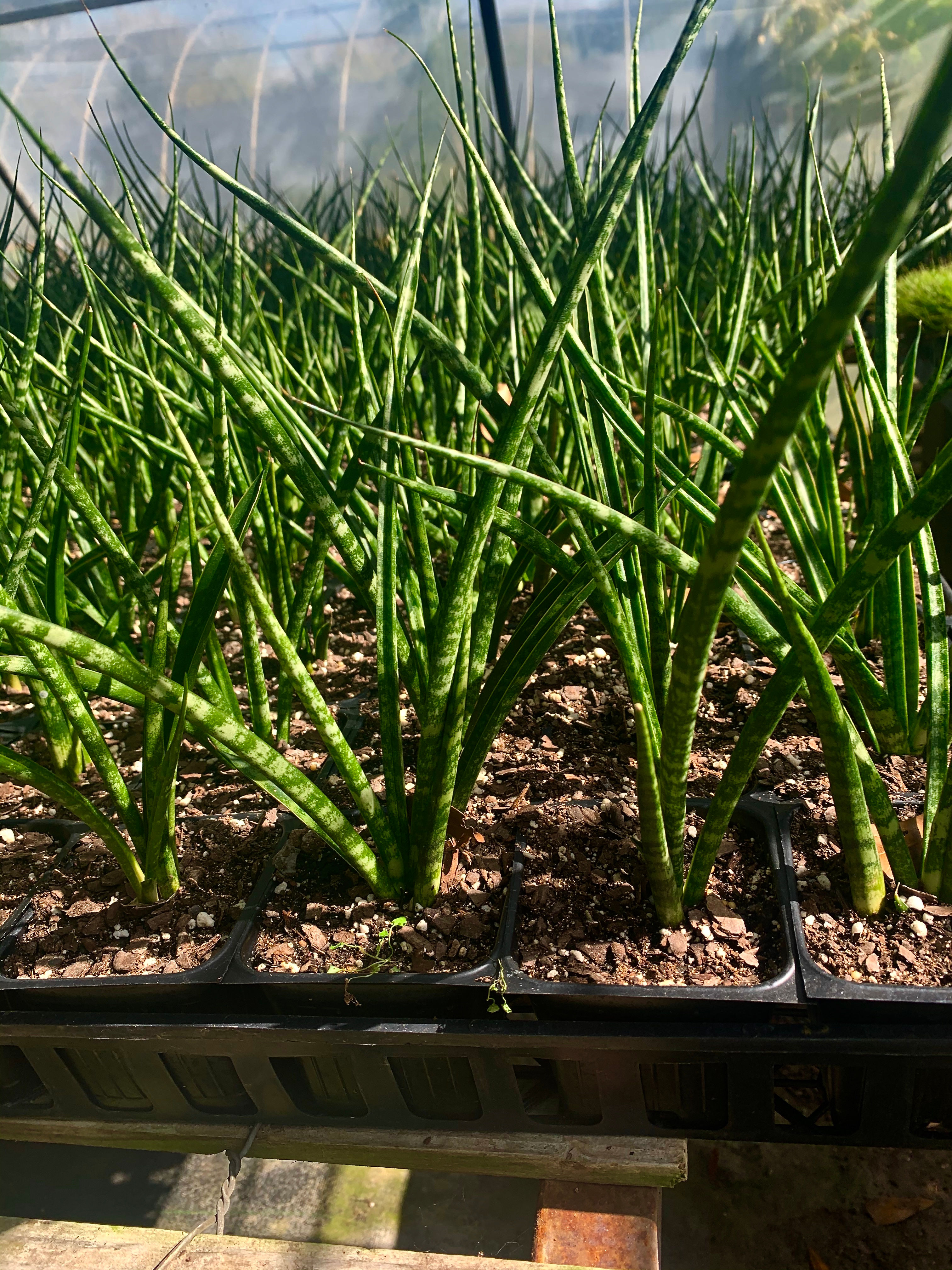 Sansevieria Fernwood Mikado