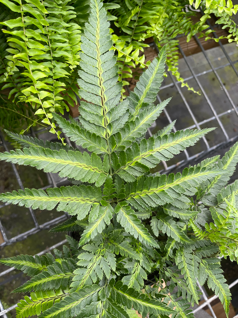 Thumbnail: East Indian Holly Fern - 6”