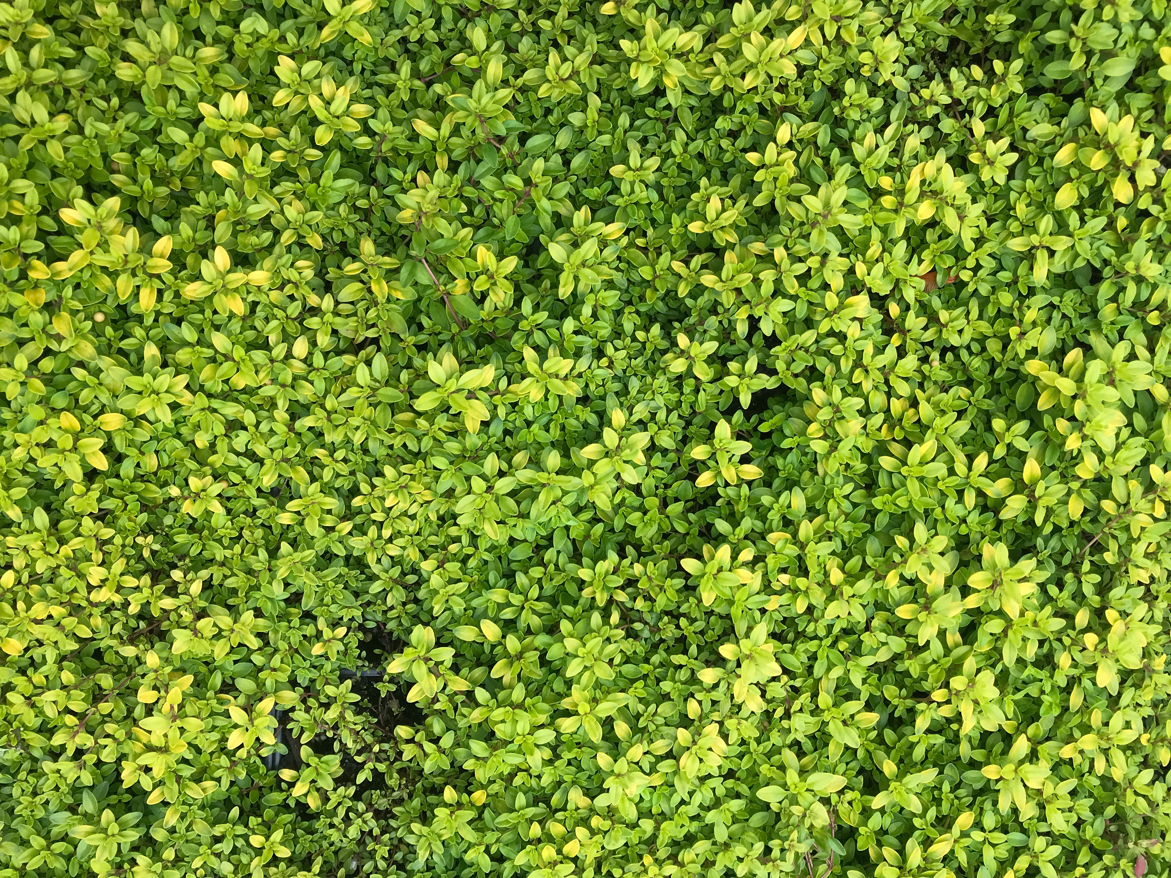 Creeping Golden Thyme