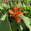 Thumbnail: Canna Cannova Orange Shades - 1 Gallon