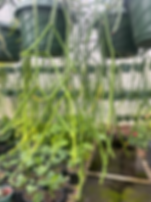 Rhipsalis pittieri - 6”