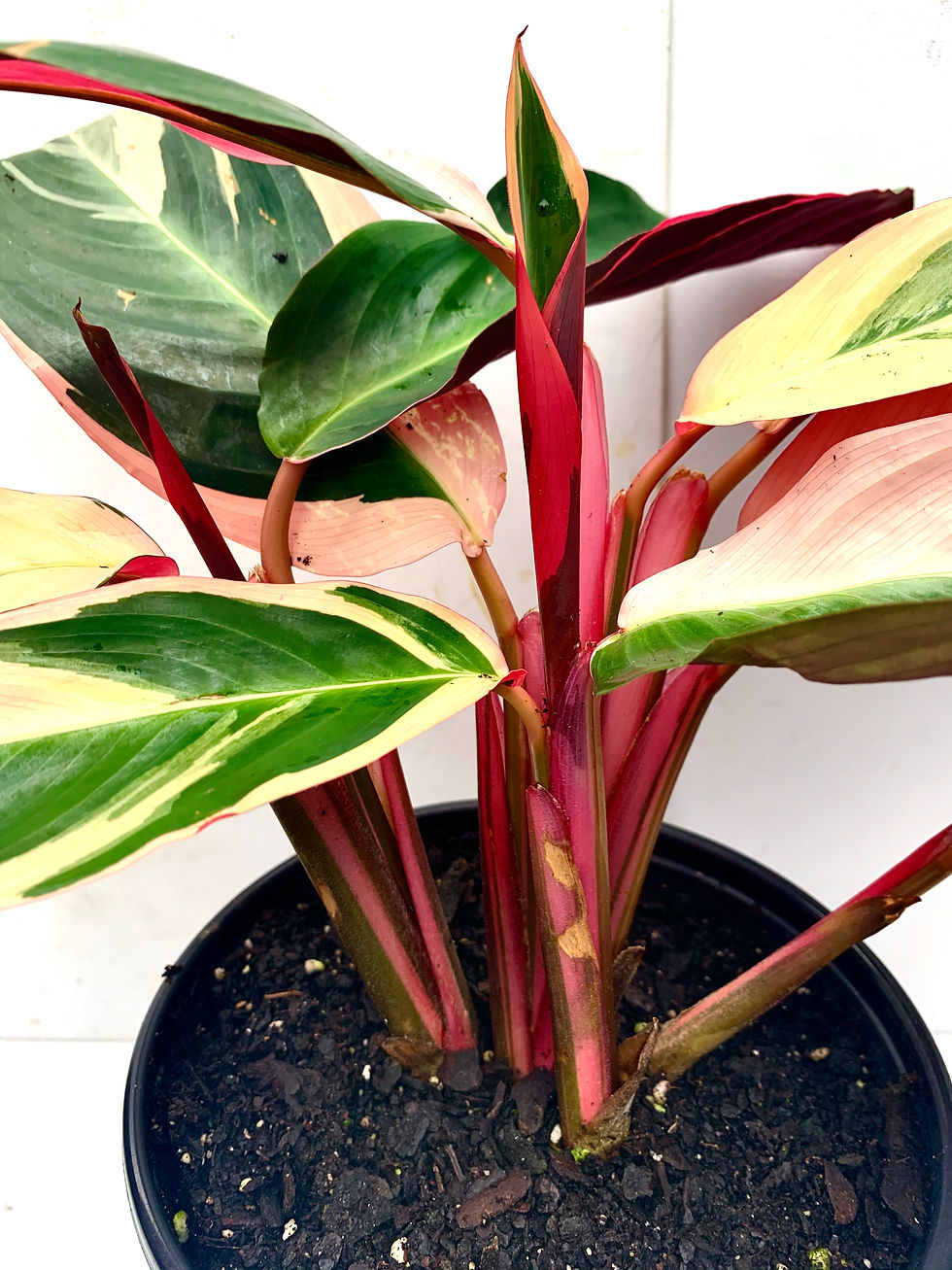 Thumbnail: Stromanthes sanguinea 'Prayer Plant'