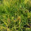 Thumbnail: Euphorbia tirucalli 'Fire Stick'