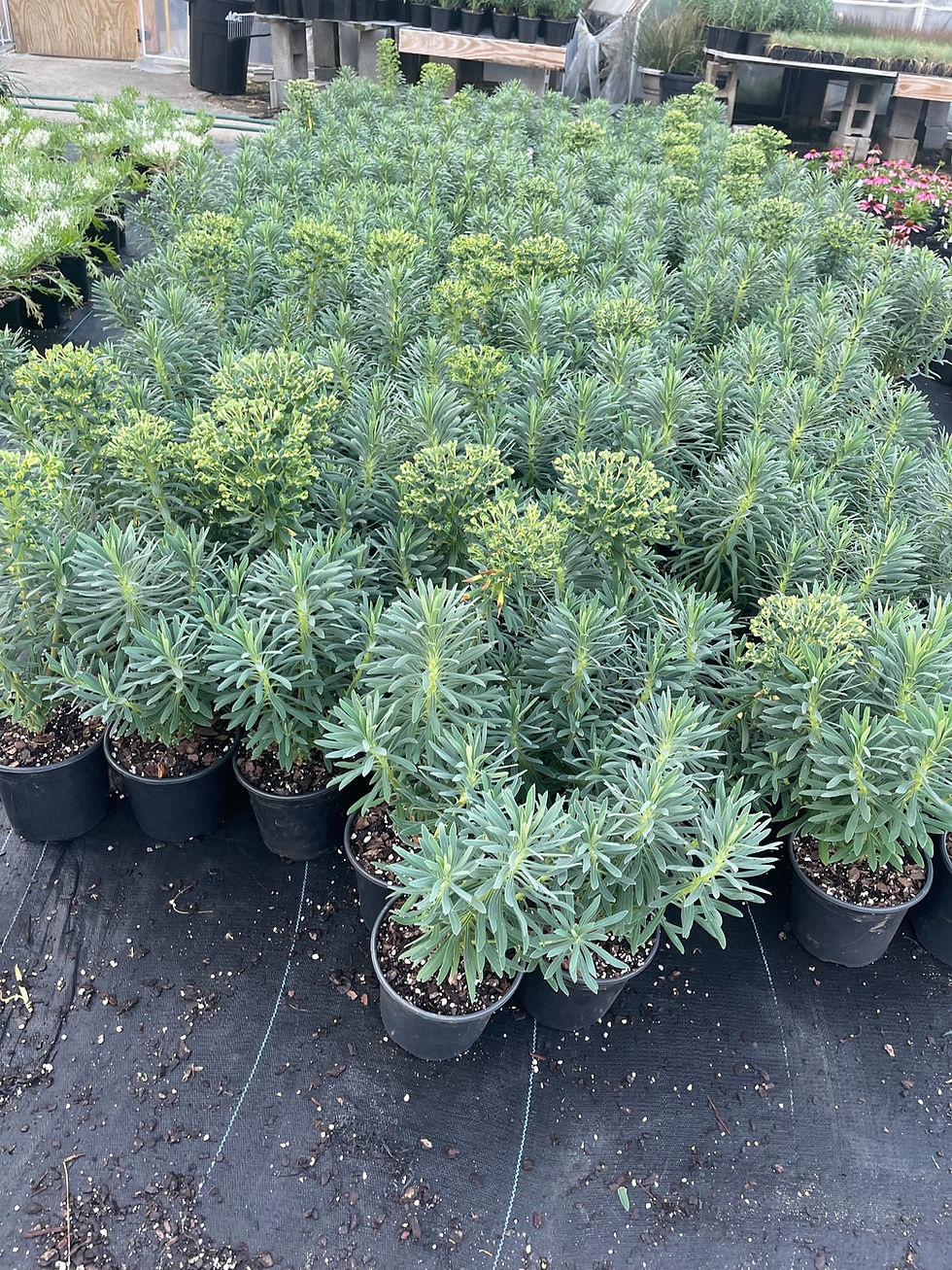 Thumbnail: Euphorbia wulfenii 'Shorty'