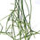 Thumbnail: Rhipsalis hoelleri Cuttings or Rooted Starter Plants