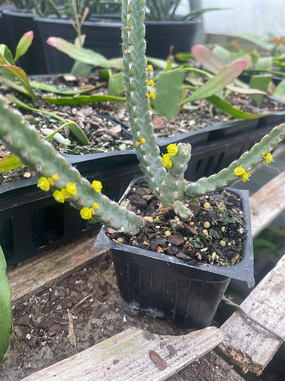 Thumbnail: Euphorbia debilispina