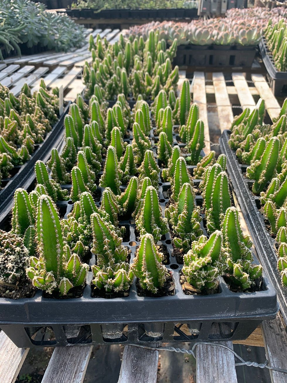 Thumbnail: Fairy Castle Cactus