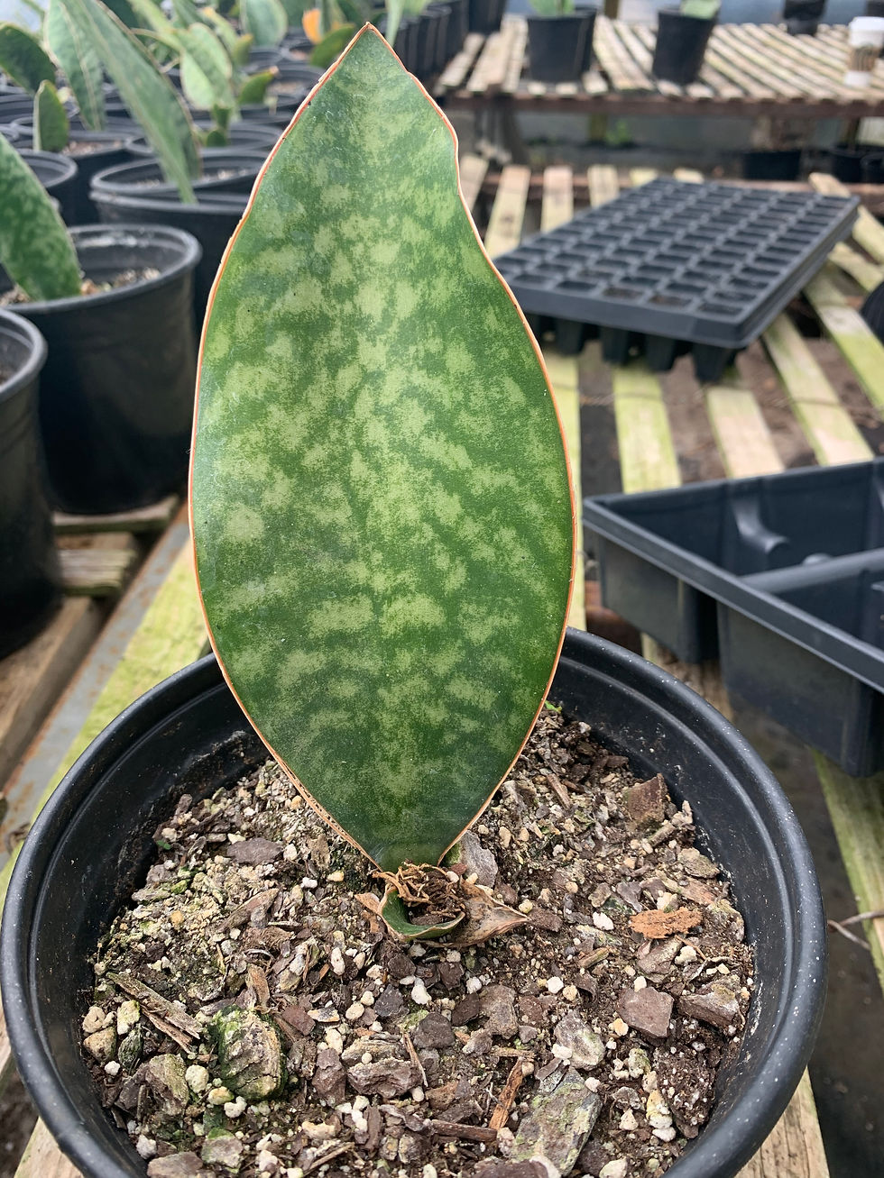 Thumbnail: Sansevieria 'Whale Fin'