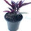 Thumbnail: Persian Shield - 1 Gallon