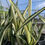 Thumbnail: Sansevieria 'Margarita Magic'
