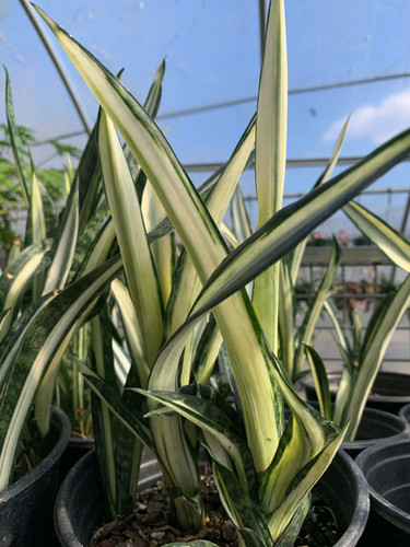 Sansevieria 'Margarita Magic' | Horticult