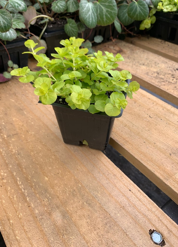 Thumbnail: Creeping Jenny