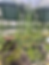 Thumbnail: Rhipsalis pittieri - 6”