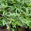 Thumbnail: Pteris 'Variegated Club Foot' Fern - 4"