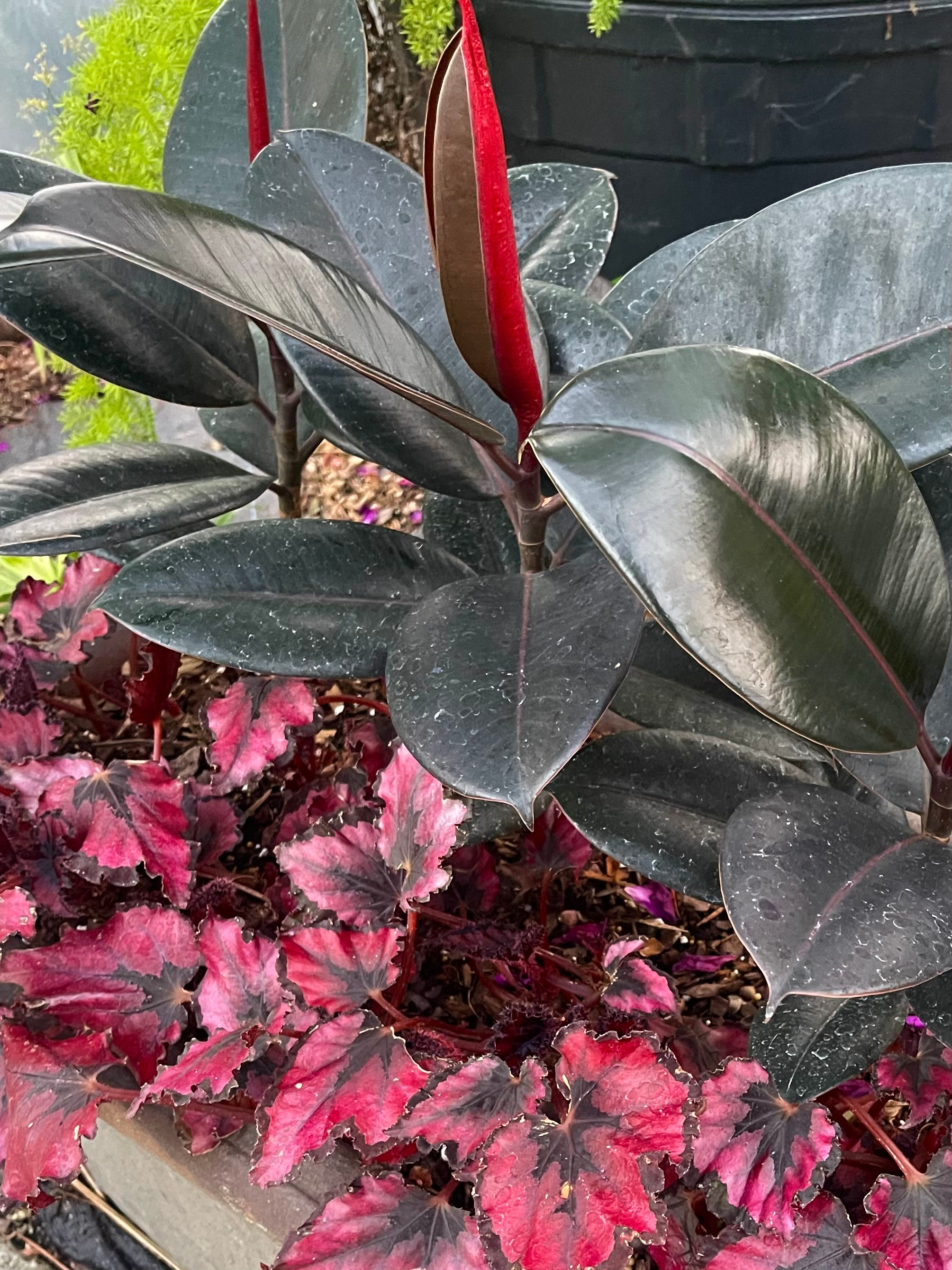 Ficus 'Burgundy' Rubber Tree - 1 Gallon