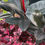 Thumbnail: Ficus 'Burgundy' Rubber Tree - 1 Gallon