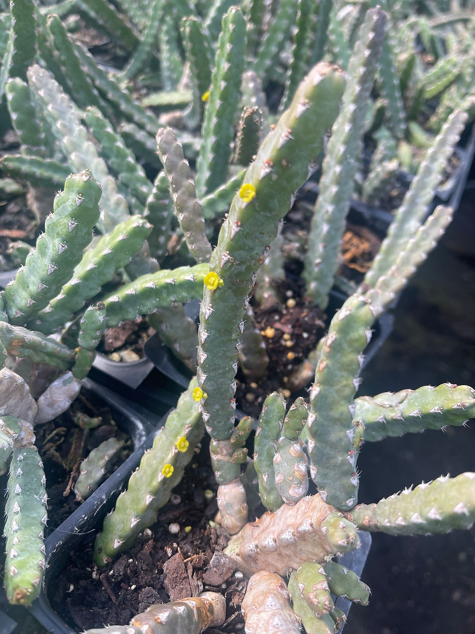 Thumbnail: Euphorbia debilispina