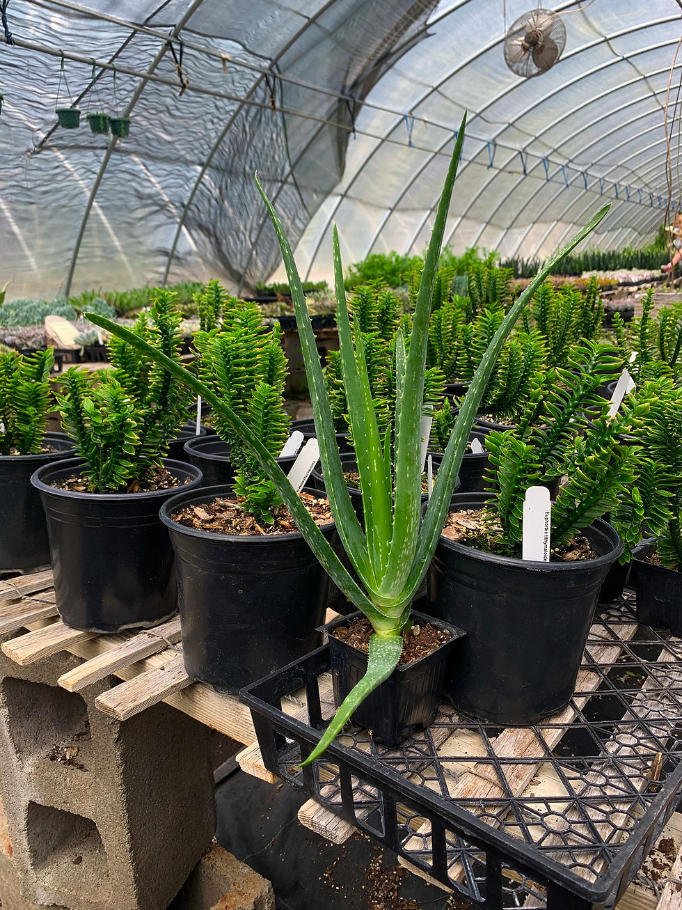 Thumbnail: Aloe vera barbadensis