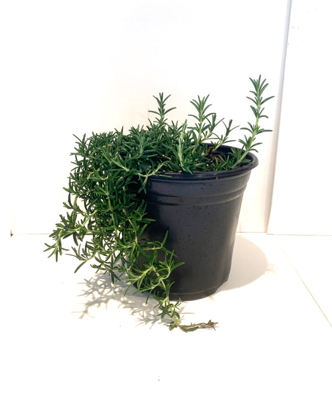 Thumbnail: Trailing Rosemary; Rosmarinus officinalis 'prostratus'