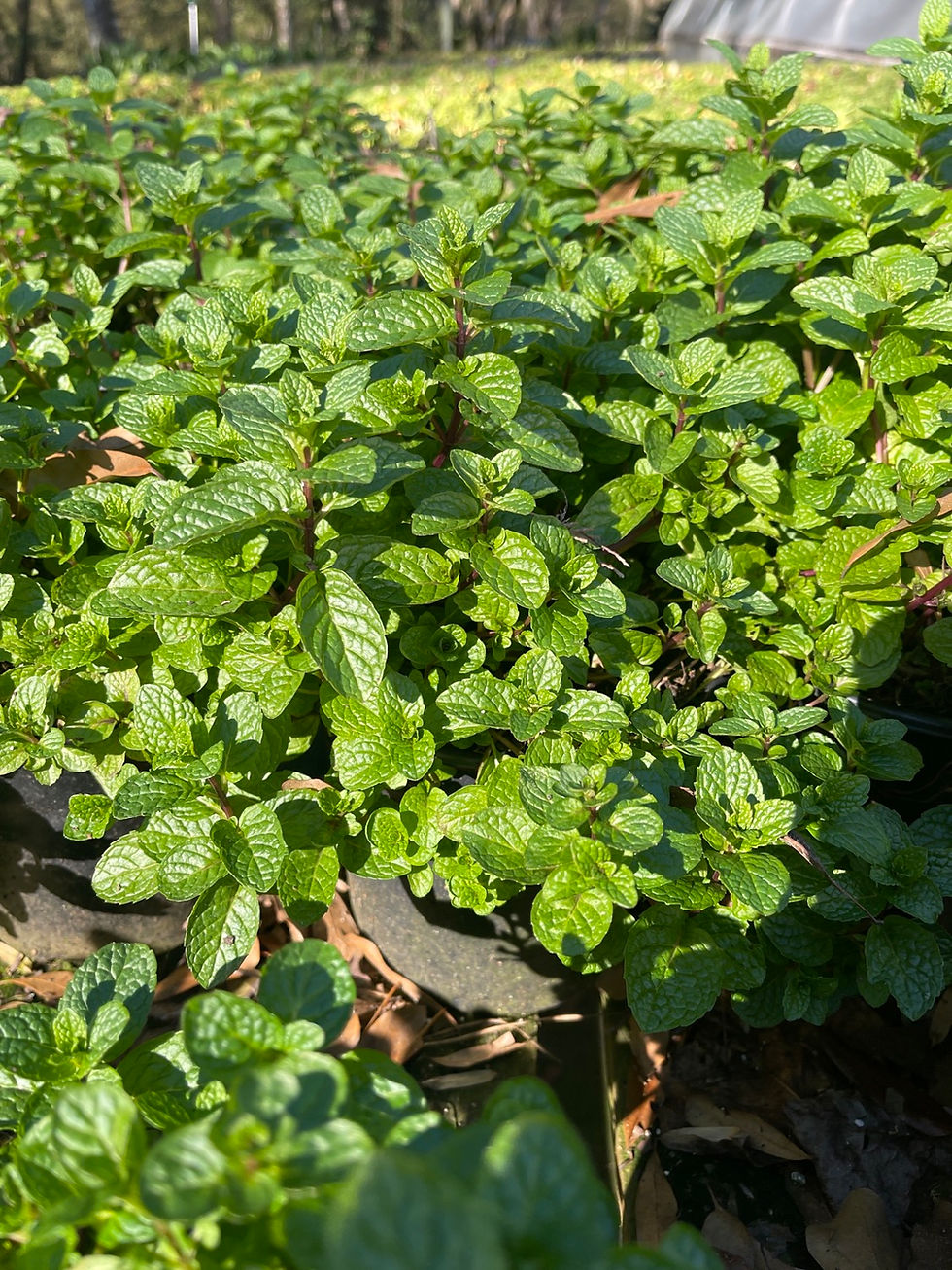 Thumbnail: Spearmint - 1 Gallon