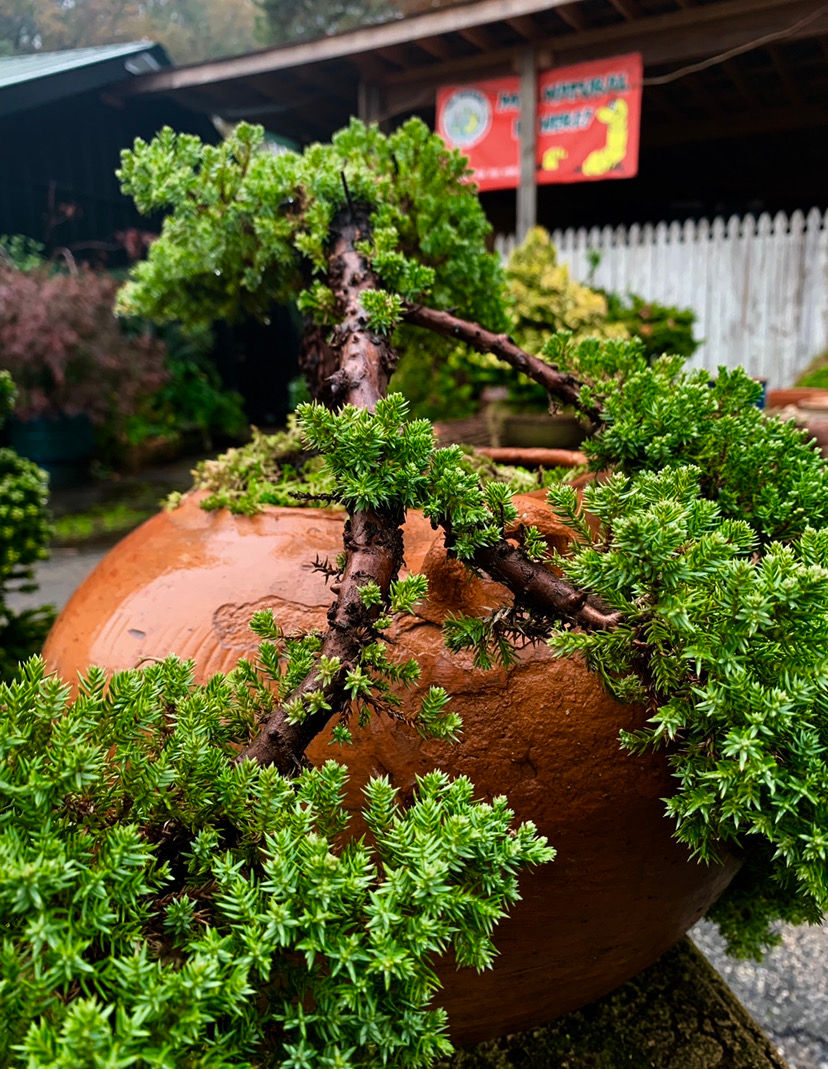 Thumbnail: Dwarf Juniper