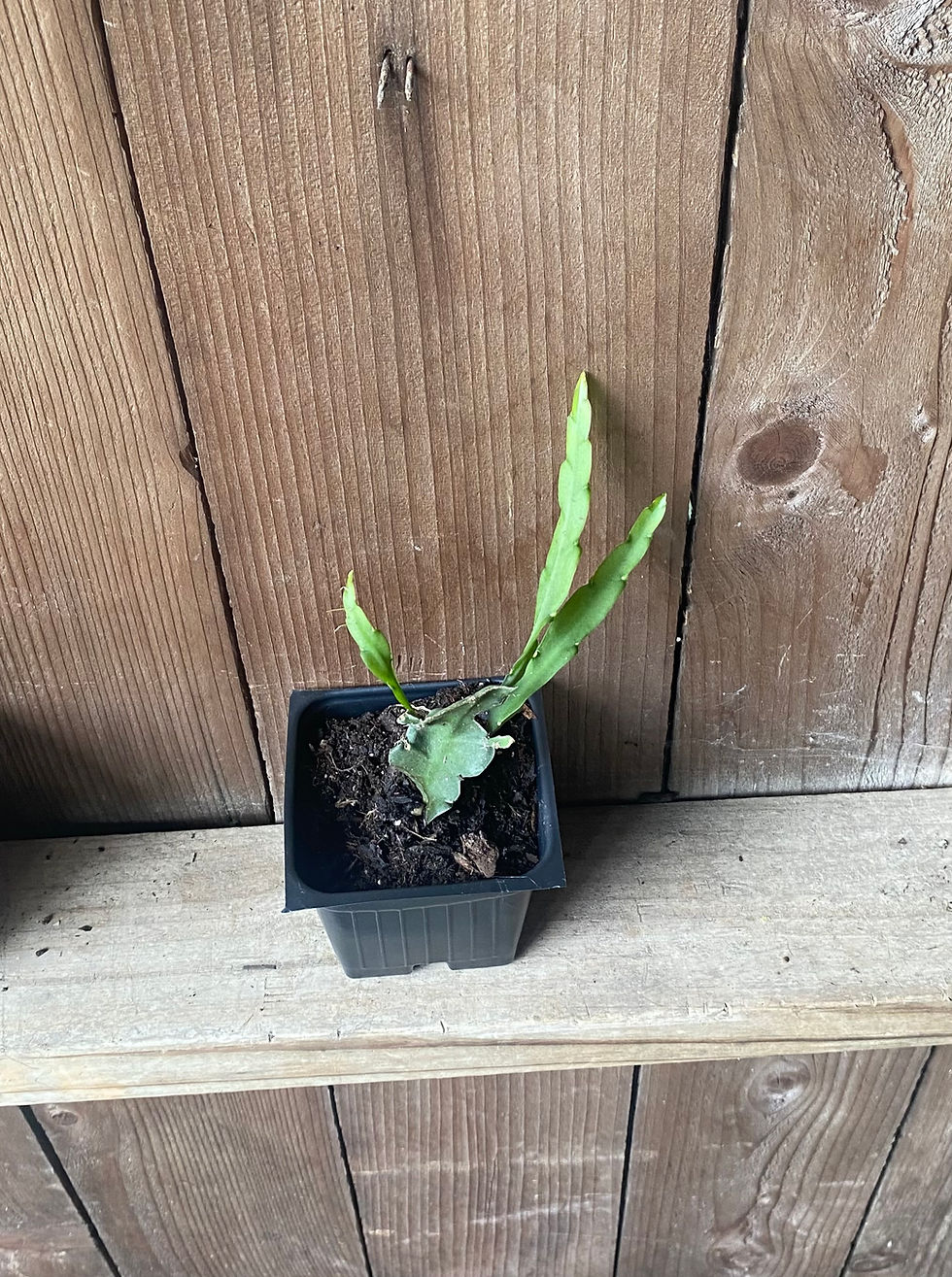 Thumbnail: Lepismium cruciforme v. spiralis