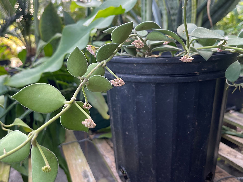 Thumbnail: Hoya nummularioides - 3.5"