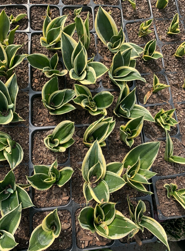 succulent soap Succulent Garden Body Soap
