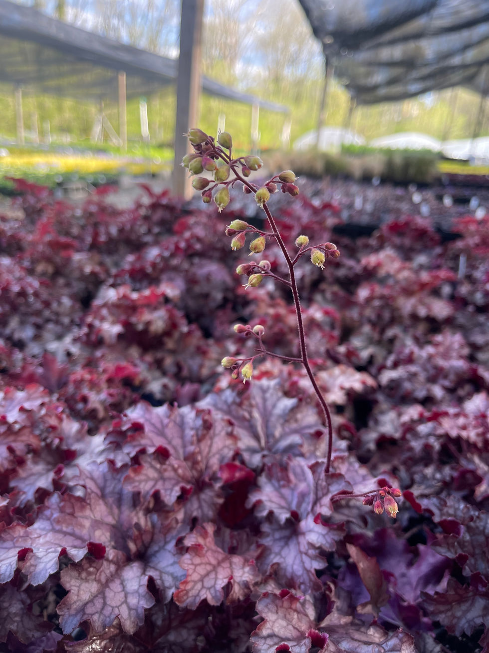 Thumbnail: Heuchera Carnival 'Peach Parfait'
