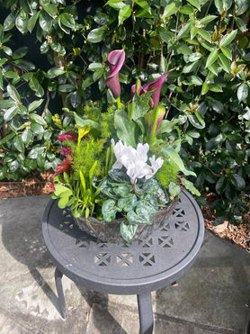 Arrangement 1: Purple Calla Lillies, White Cyclamen, Ming Ferns, 'White Nancy' Lamium, Trailing Jade, Yellow Kalanchoe, Philodendron 'Birkin', Daffodils, Blue Star Ferns, Rhipsalis 'Drunkards Dream', Strawberry Begonia, Black Scallop Ajuga, & Asystasia gangetica 'You're So Vain'.