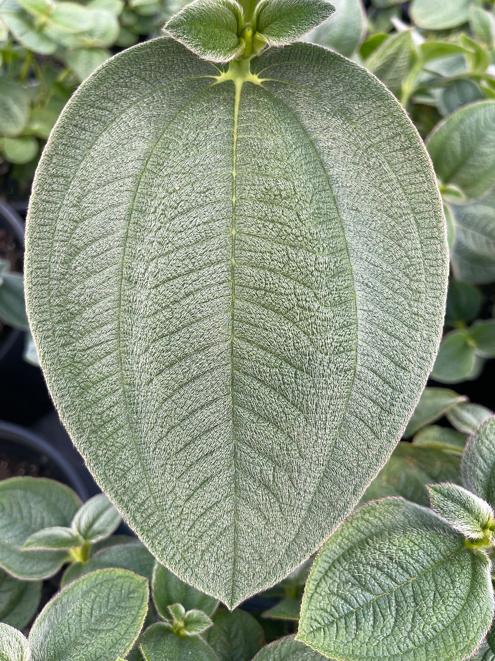 Thumbnail: Silver Leafed Princess Flower - 1 Gallon