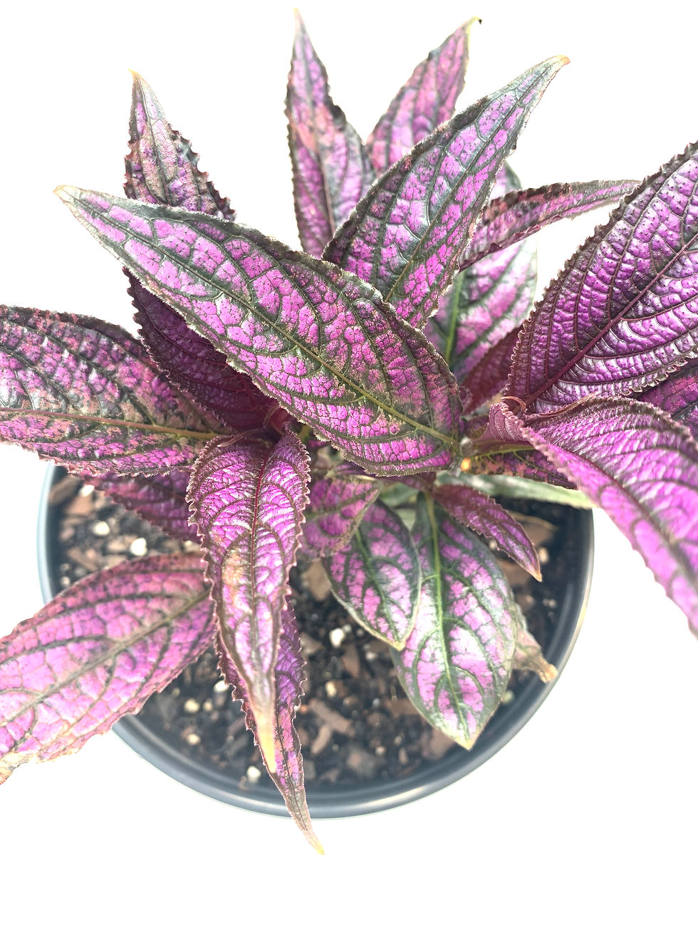 Persian Shield - 1 Gallon