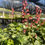 Thumbnail: Heuchera 'Berry Timeless' - 1 Gallon