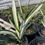 Thumbnail: Sansevieria 'Margarita Magic'