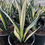 Thumbnail: Sansevieria 'Margarita Magic'