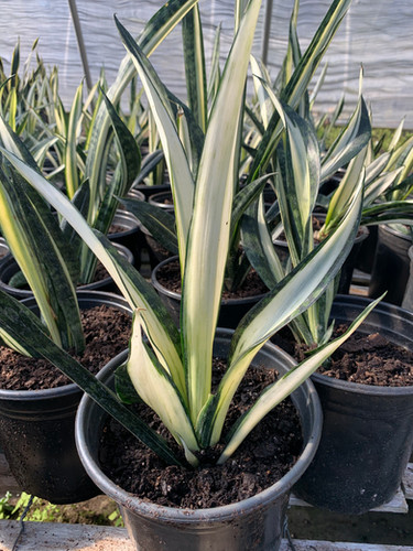 Sansevieria 'Margarita Magic' | Horticult