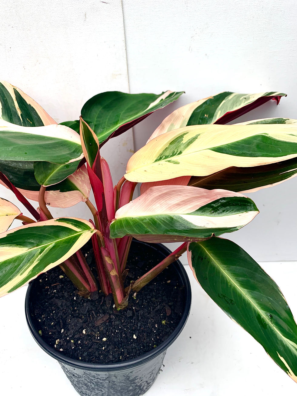 Thumbnail: Stromanthes sanguinea 'Prayer Plant'