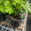 Thumbnail: Fatsia japonica - 1 or 3 Gallon