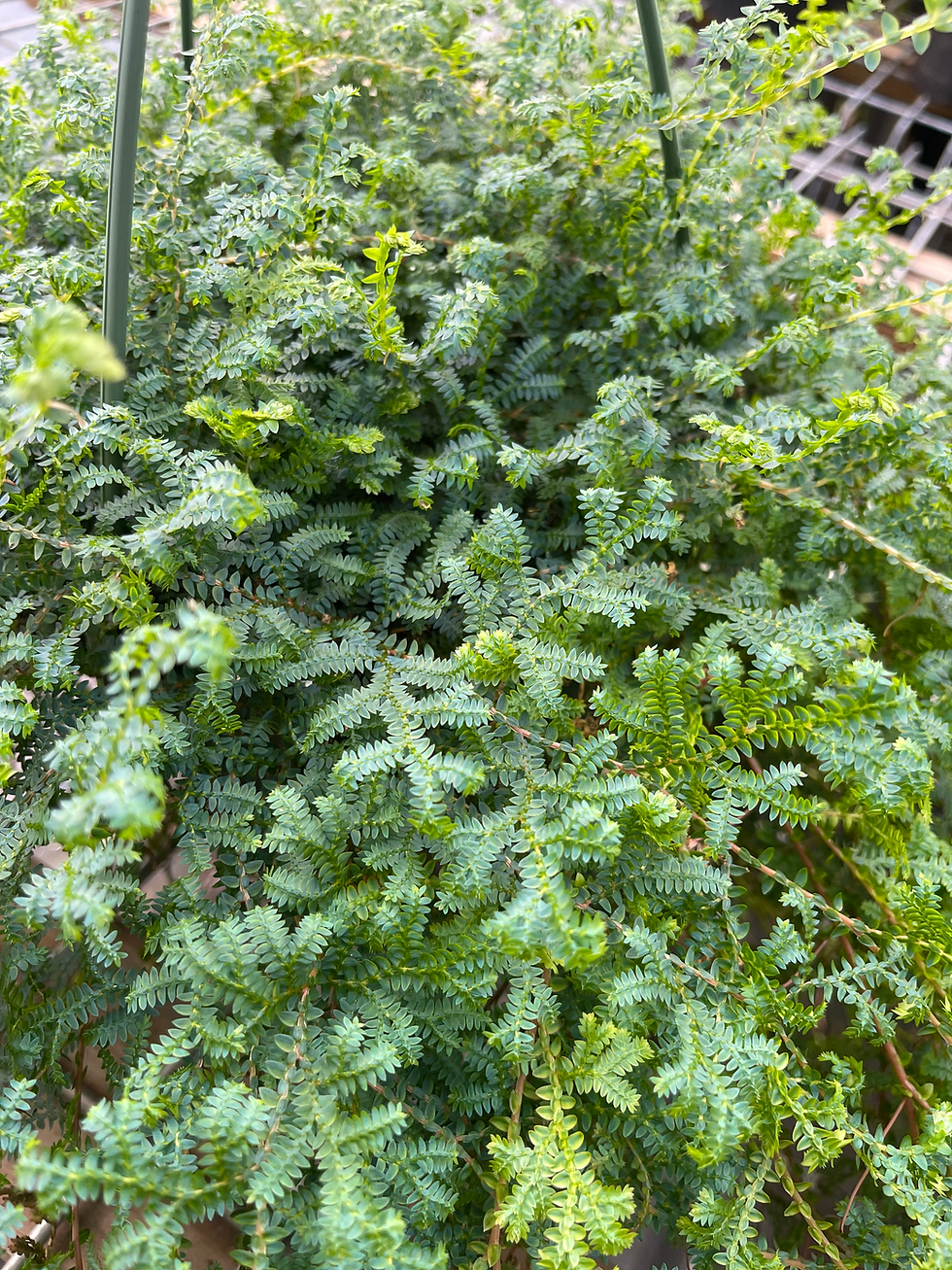 Thumbnail: Rainbow/Peacock Fern - 8” Hanging Basket 