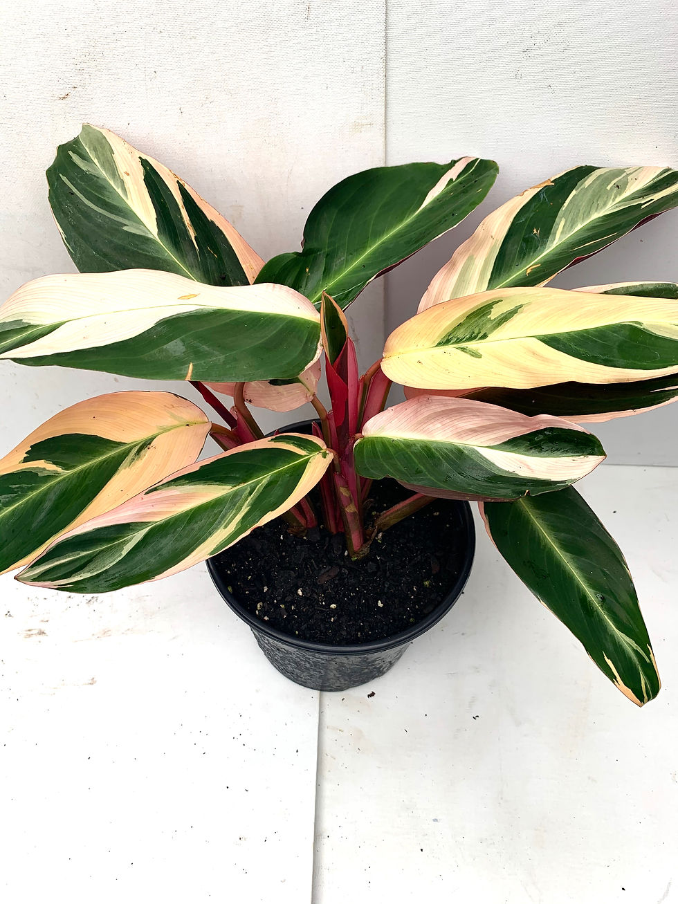 Thumbnail: Stromanthes sanguinea 'Prayer Plant'